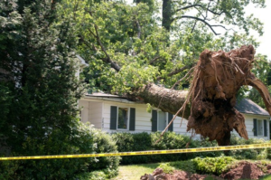 Emergency Tree Removal Services in New Braunfels - Call 830-500-5358 24/7