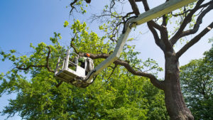 Tree Trimming Services in New Braunfels, Texas - 830-500-5358