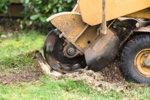 Stump Grinding and Stump Removal in New Braunfels - New Braunfels Stump Grinding 